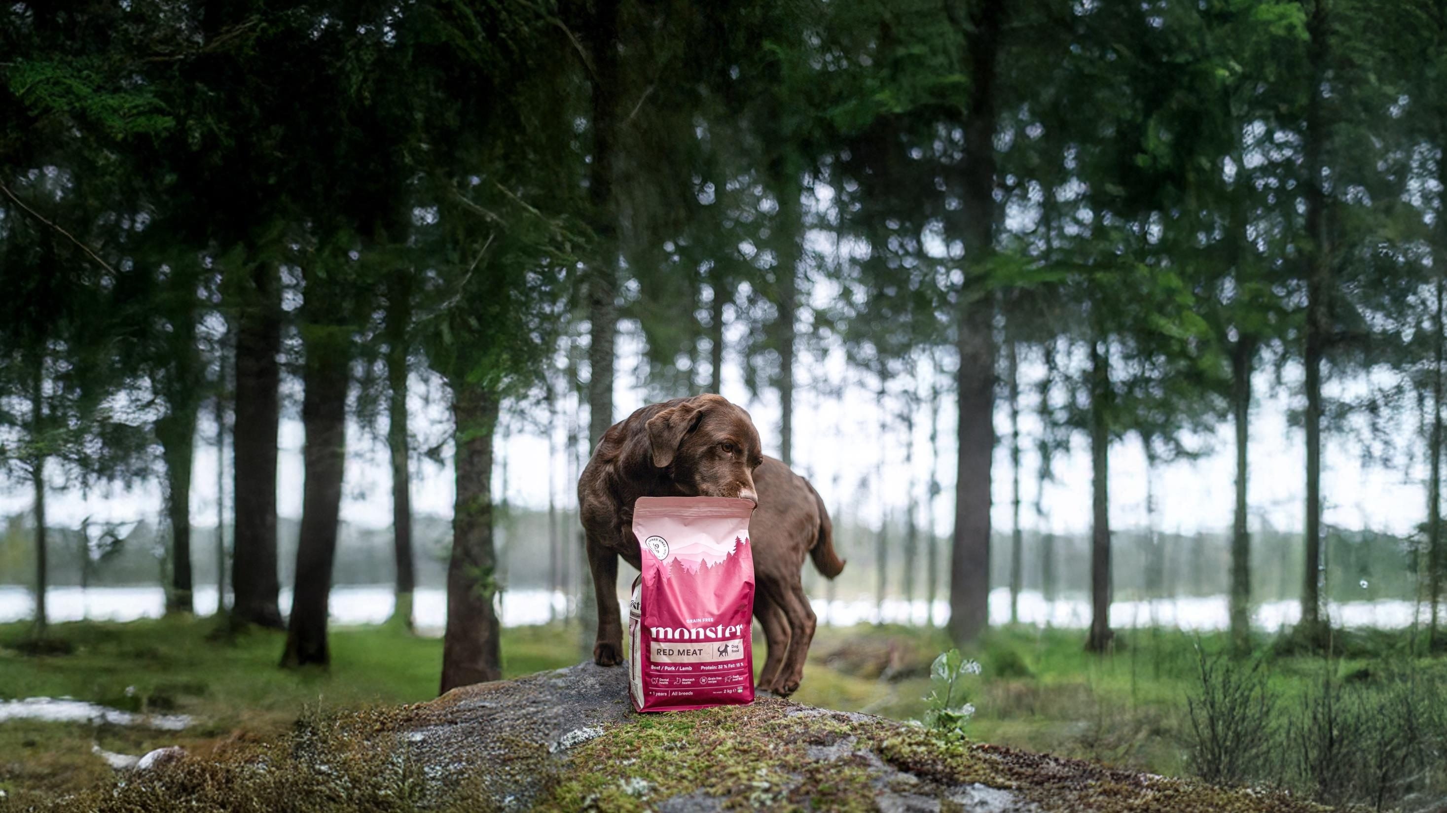 Čokoladni labrador v švedskem gozdu z vrečko Monster Red Meat